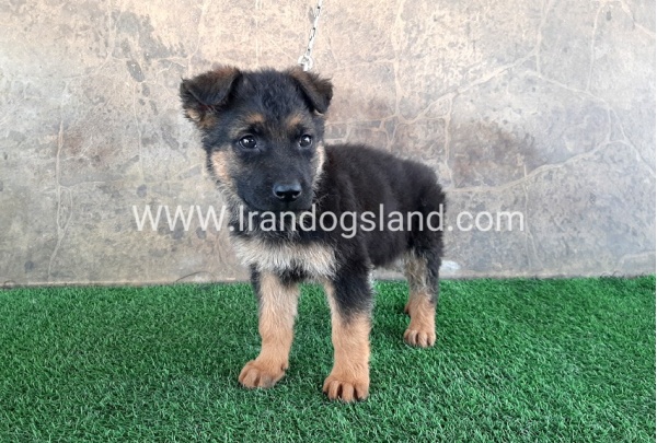 ---german-shepherd-29_9