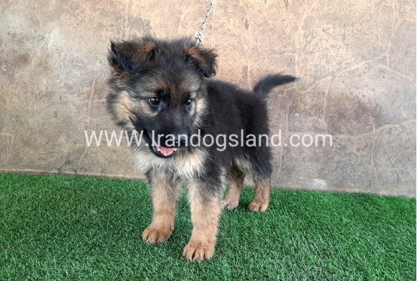 ---german-shepherd-30_10