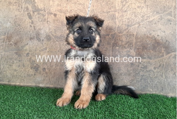 ---german-shepherd-30_11