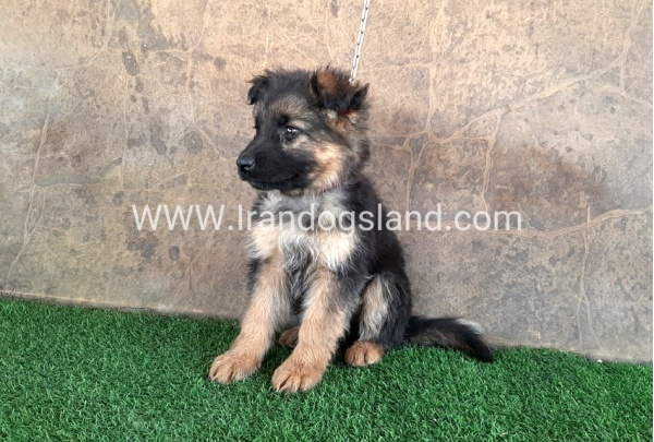---german-shepherd-30_12