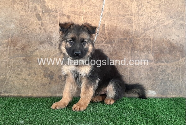 ---german-shepherd-30_2