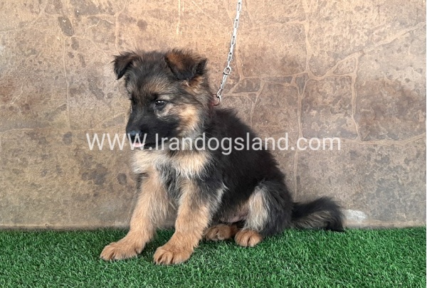 ---german-shepherd-30_3