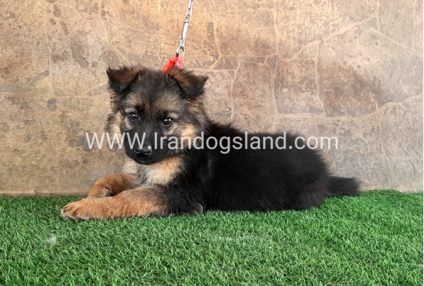 ---german-shepherd-30_4