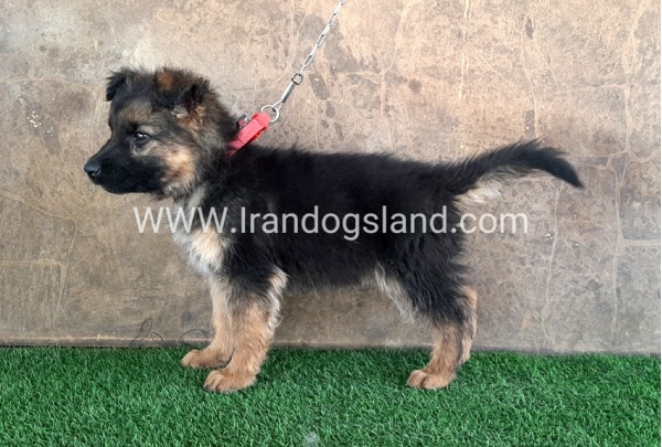 ---german-shepherd-30_5