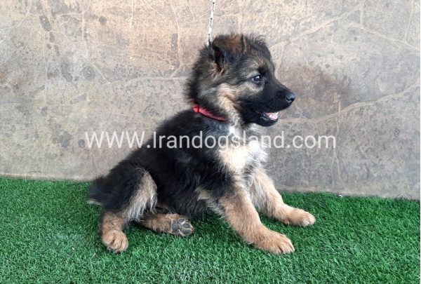 ---german-shepherd-30_6