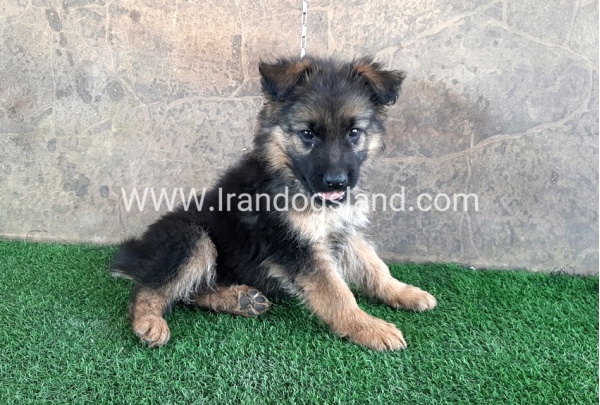 ---german-shepherd-30_7