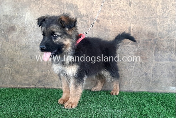 ---german-shepherd-30_8