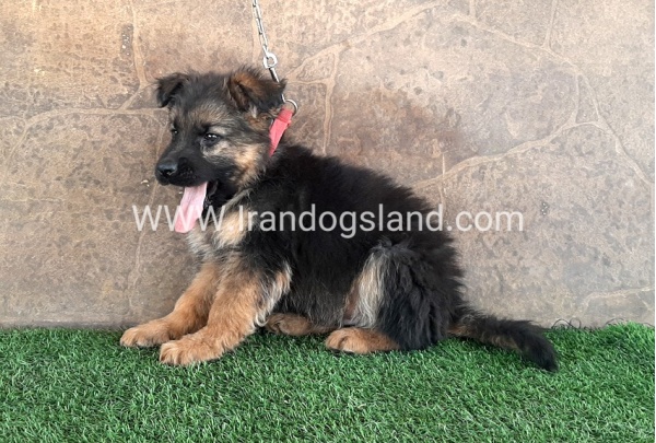 ---german-shepherd-30_9