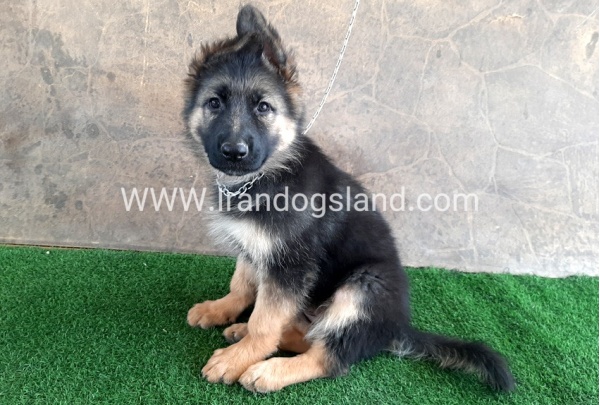---german-shepherd-31_1
