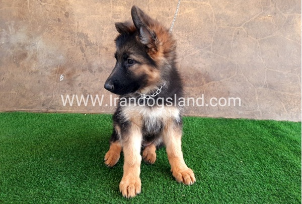 ---german-shepherd-31_10