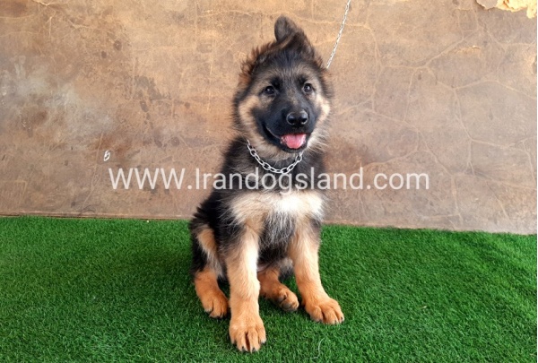 ---german-shepherd-31_11