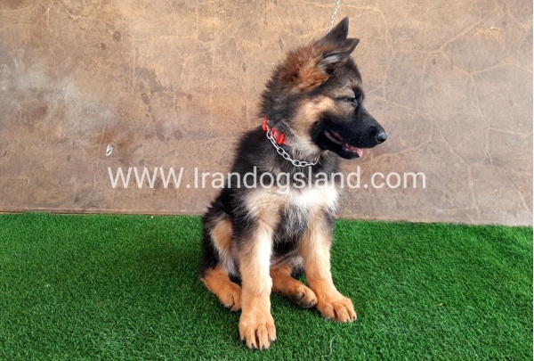 ---german-shepherd-31_12
