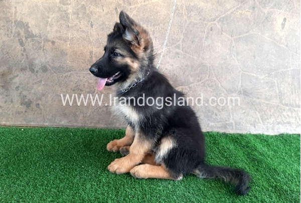 ---german-shepherd-31_2