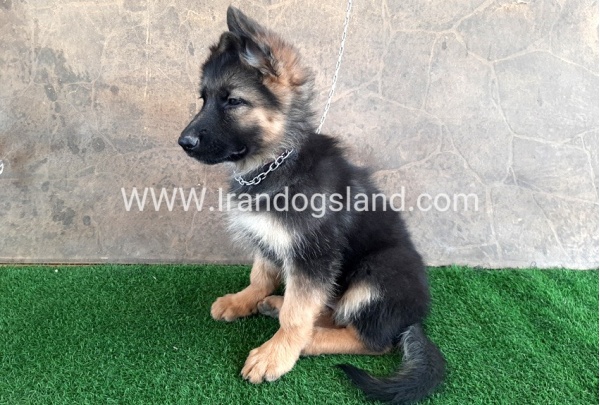 ---german-shepherd-31_3