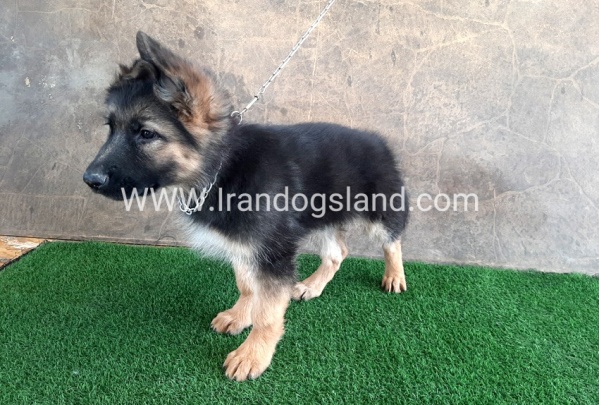 ---german-shepherd-31_4