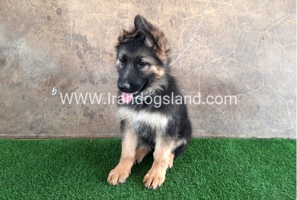 ---german-shepherd-31_5