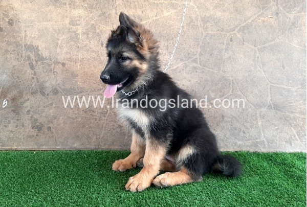 ---german-shepherd-31_6
