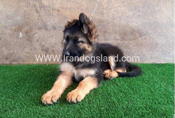 ---german-shepherd-31_7