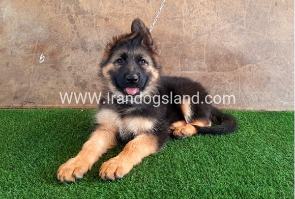 ---german-shepherd-31_8