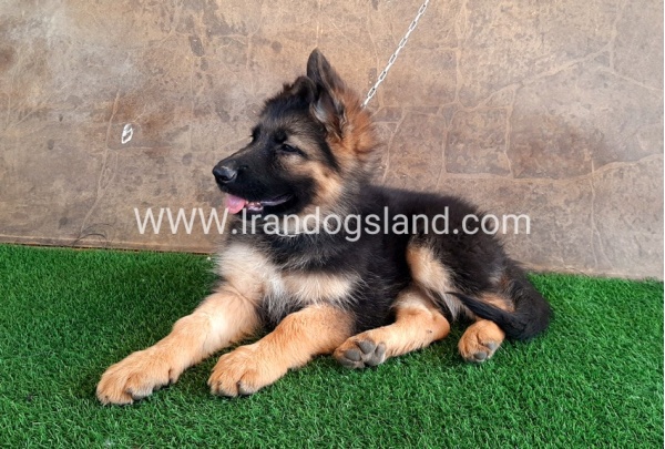 ---german-shepherd-31_9
