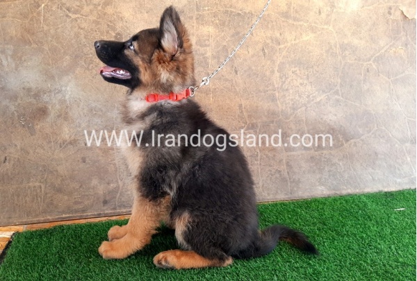 ---german-shepherd-33_1
