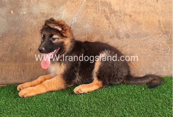 ---german-shepherd-33_10