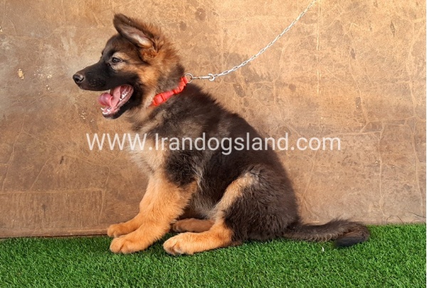 ---german-shepherd-33_11
