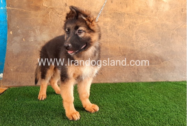---german-shepherd-33_12