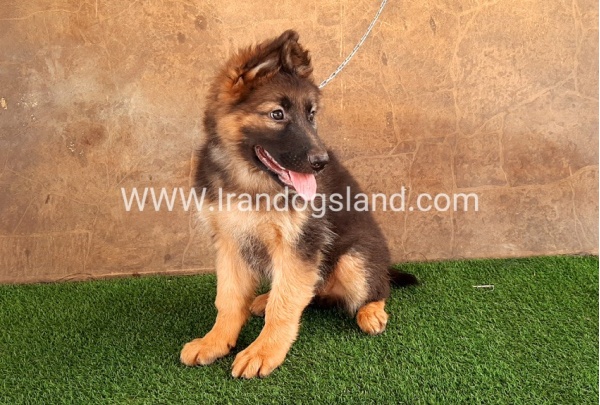 ---german-shepherd-33_2