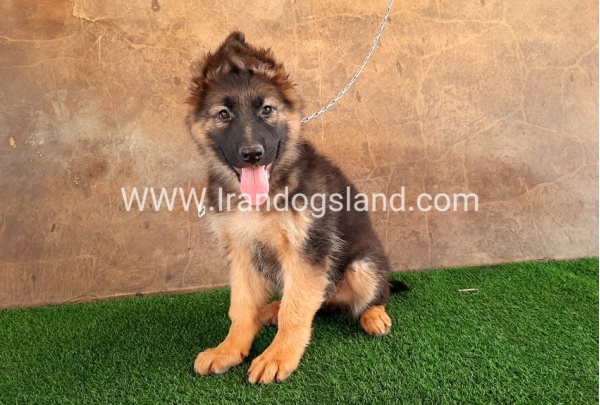 ---german-shepherd-33_3