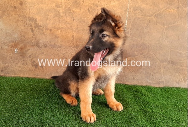 ---german-shepherd-33_4