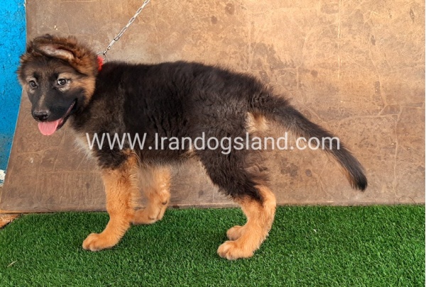 ---german-shepherd-33_5