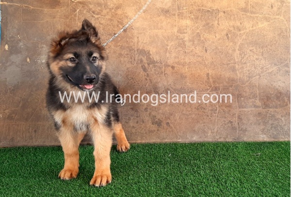 ---german-shepherd-33_6