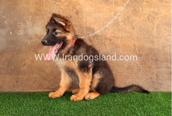 ---german-shepherd-33_7