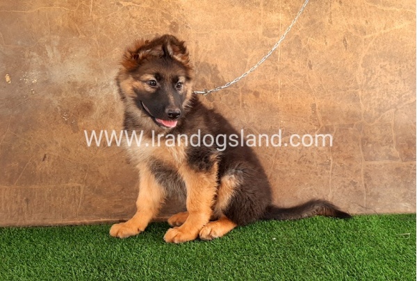 ---german-shepherd-33_8