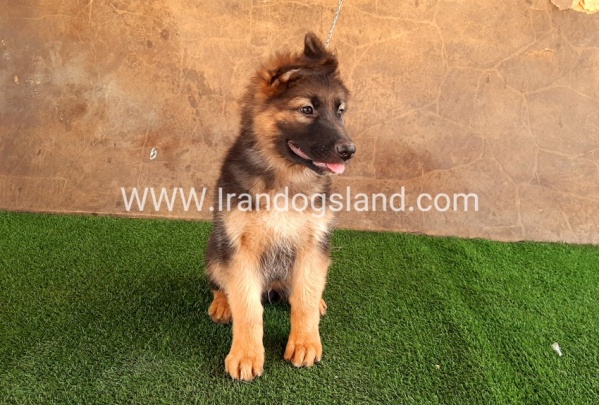 ---german-shepherd-33_9