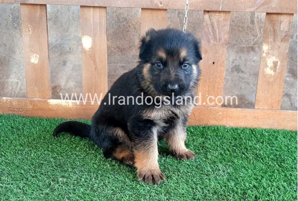 ---german-shepherd-37_10_589231136