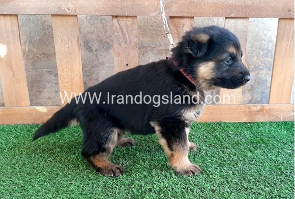 ---german-shepherd-37_11_1714299936