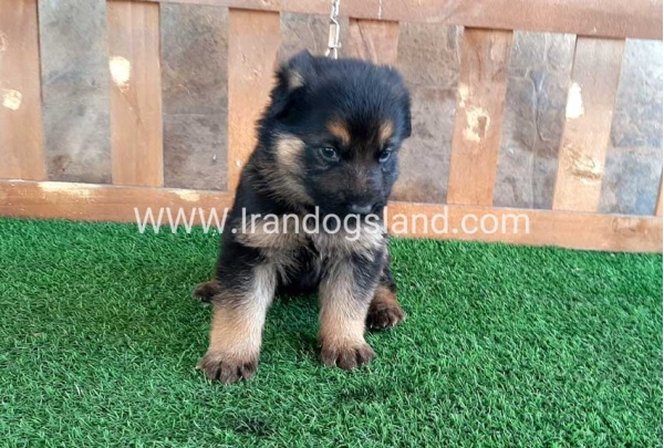 ---german-shepherd-37_12