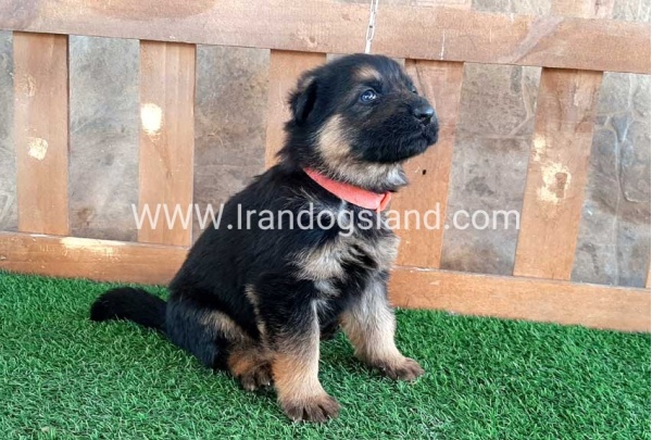 ---german-shepherd-37_13_478990079