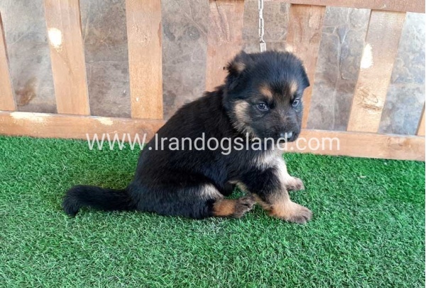 ---german-shepherd-37_1_1602236153