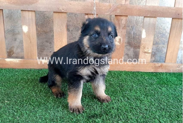 ---german-shepherd-37_2_1664315728