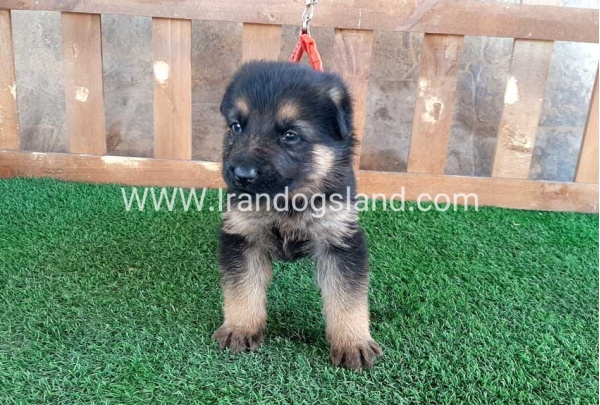 ---german-shepherd-37_3_1832148680