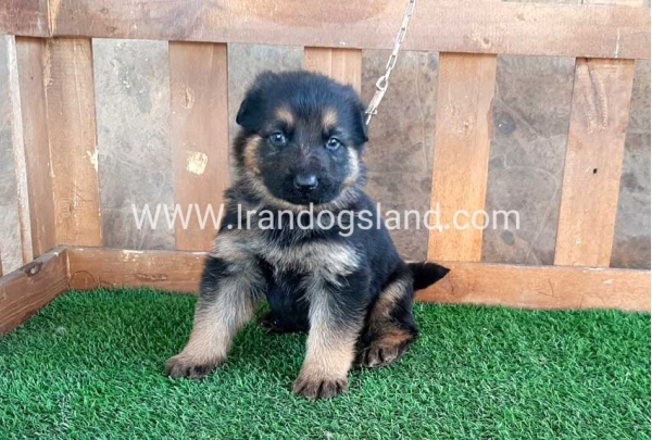 ---german-shepherd-37_4_547727564