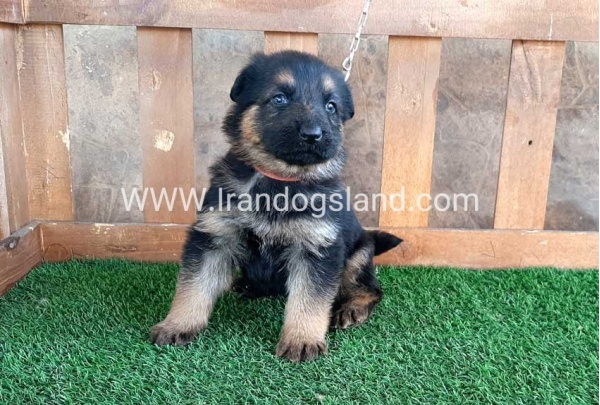 ---german-shepherd-37_5_183368795