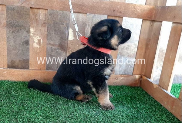 ---german-shepherd-37_6_1892451115