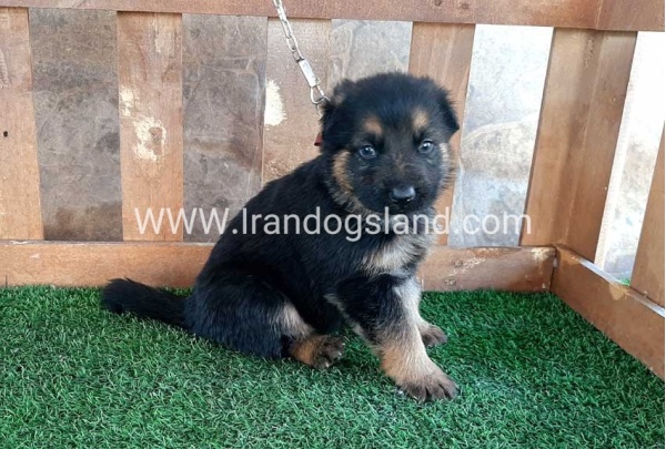 ---german-shepherd-37_7_122898978