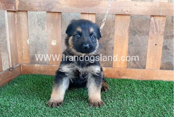 ---german-shepherd-37_8_1527315965
