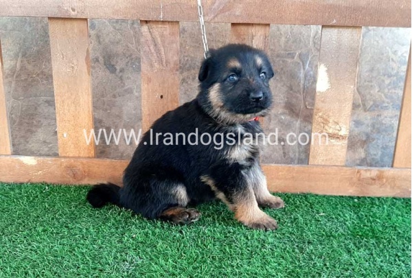 ---german-shepherd-37_9_1215880822