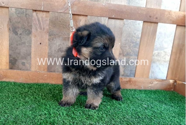 ---german-shepherd-38_11